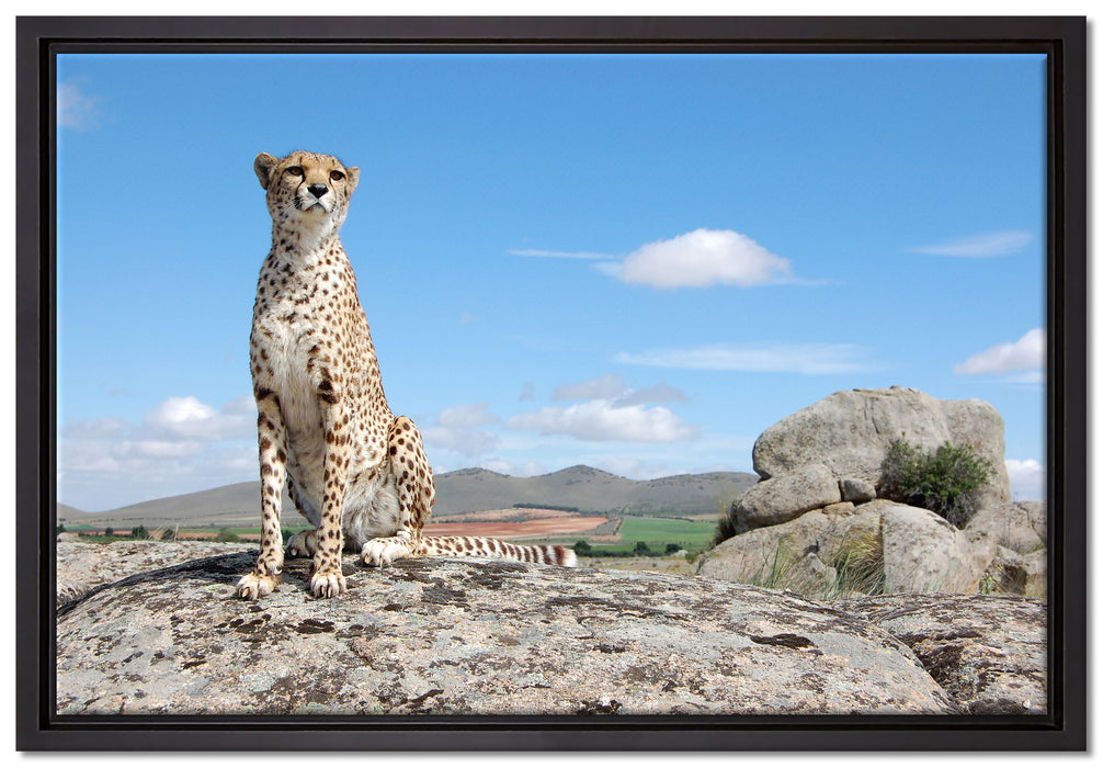 Wachsamer Gepard auf Leinwandbild gerahmt Größe 60x40