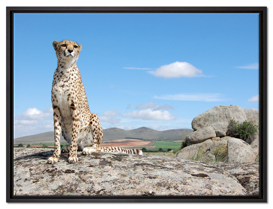 Wachsamer Gepard auf Leinwandbild gerahmt Größe 80x60