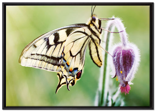 Schmetterling Schwalbenschwanz auf Leinwandbild gerahmt Größe 100x70