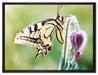 Schmetterling Schwalbenschwanz auf Leinwandbild gerahmt Größe 80x60