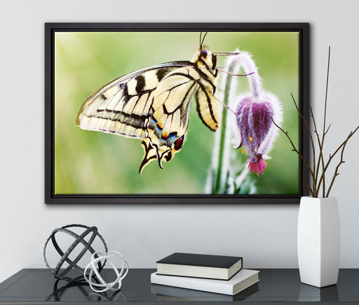 Schmetterling Schwalbenschwanz auf Leinwandbild gerahmt mit Kirschblüten