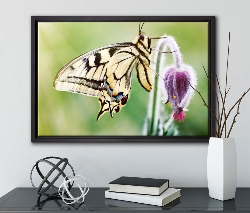 Schmetterling Schwalbenschwanz auf Leinwandbild gerahmt mit Kirschblüten