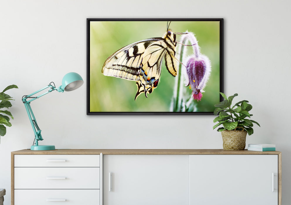 Schmetterling Schwalbenschwanz auf Leinwandbild gerahmt verschiedene Größen im Wohnzimmer