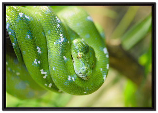 Grüne giftige Baumschlange auf Leinwandbild gerahmt Größe 100x70