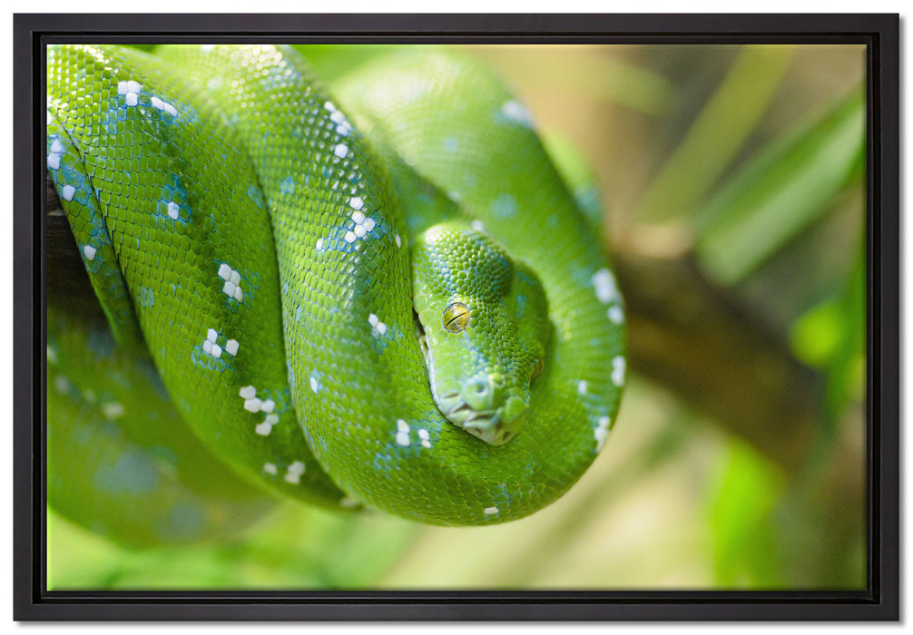 Grüne giftige Baumschlange auf Leinwandbild gerahmt Größe 60x40