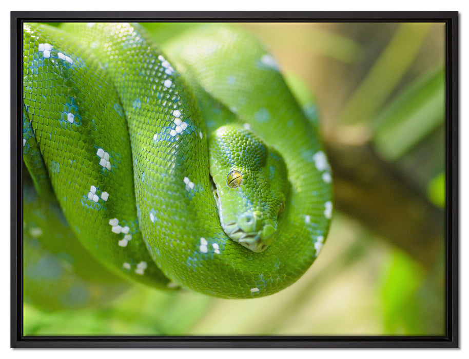 Grüne giftige Baumschlange auf Leinwandbild gerahmt Größe 80x60