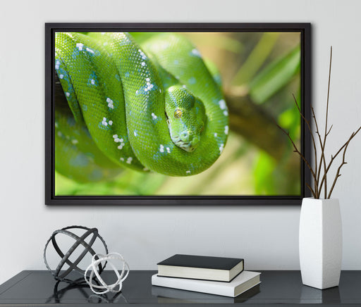 Grüne giftige Baumschlange auf Leinwandbild gerahmt mit Kirschblüten
