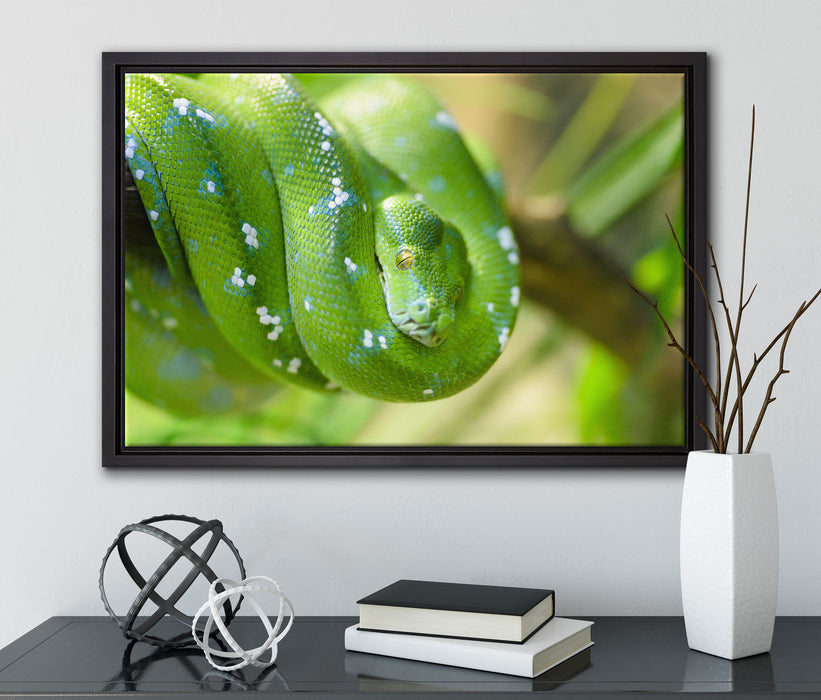Grüne giftige Baumschlange auf Leinwandbild gerahmt mit Kirschblüten