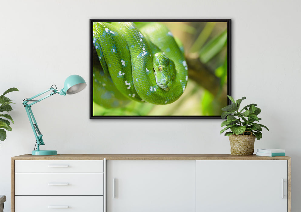 Grüne giftige Baumschlange auf Leinwandbild gerahmt verschiedene Größen im Wohnzimmer