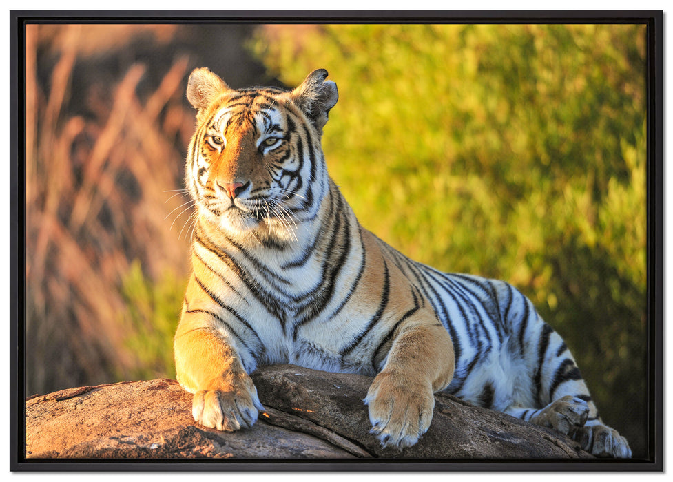 Stolzer Tiger auf Leinwandbild gerahmt Größe 100x70