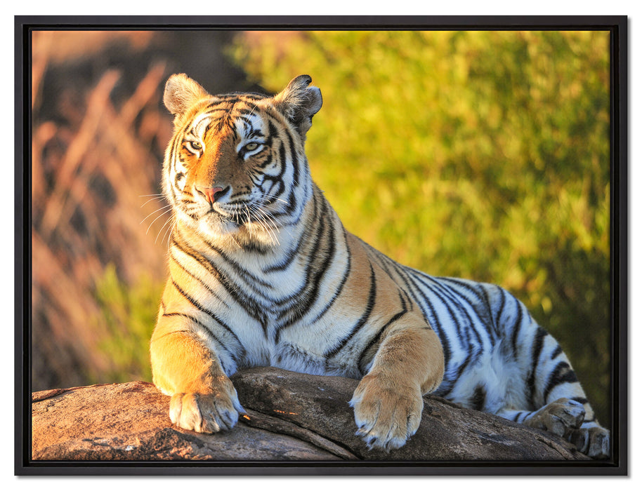 Stolzer Tiger auf Leinwandbild gerahmt Größe 80x60