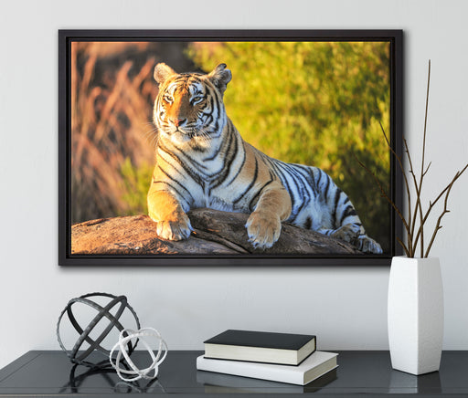 Stolzer Tiger auf Leinwandbild gerahmt mit Kirschblüten