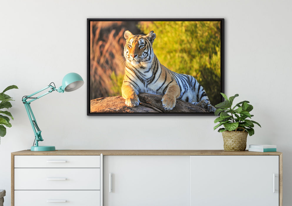 Stolzer Tiger auf Leinwandbild gerahmt verschiedene Größen im Wohnzimmer
