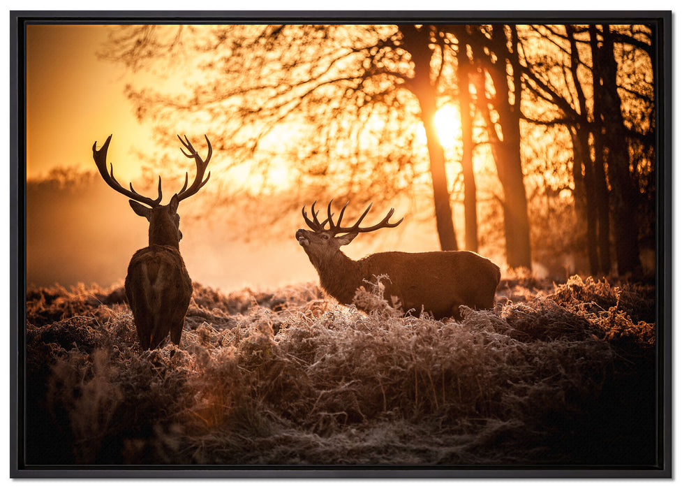 Hirsch Rivalen kämpfen auf Leinwandbild gerahmt Größe 100x70