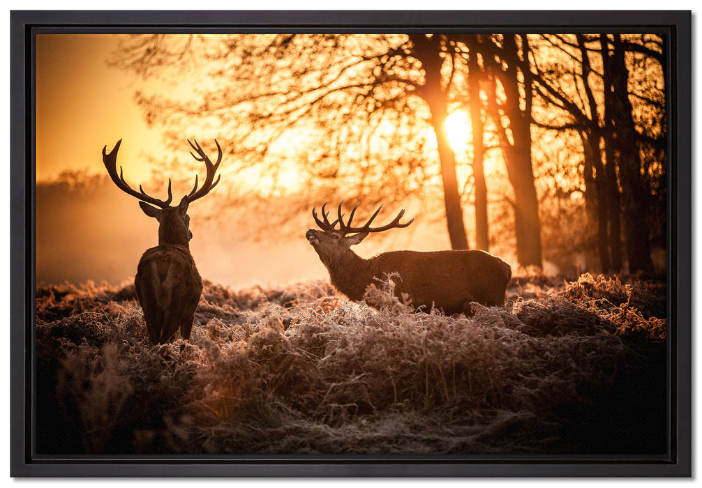 Hirsch Rivalen kämpfen auf Leinwandbild gerahmt Größe 60x40