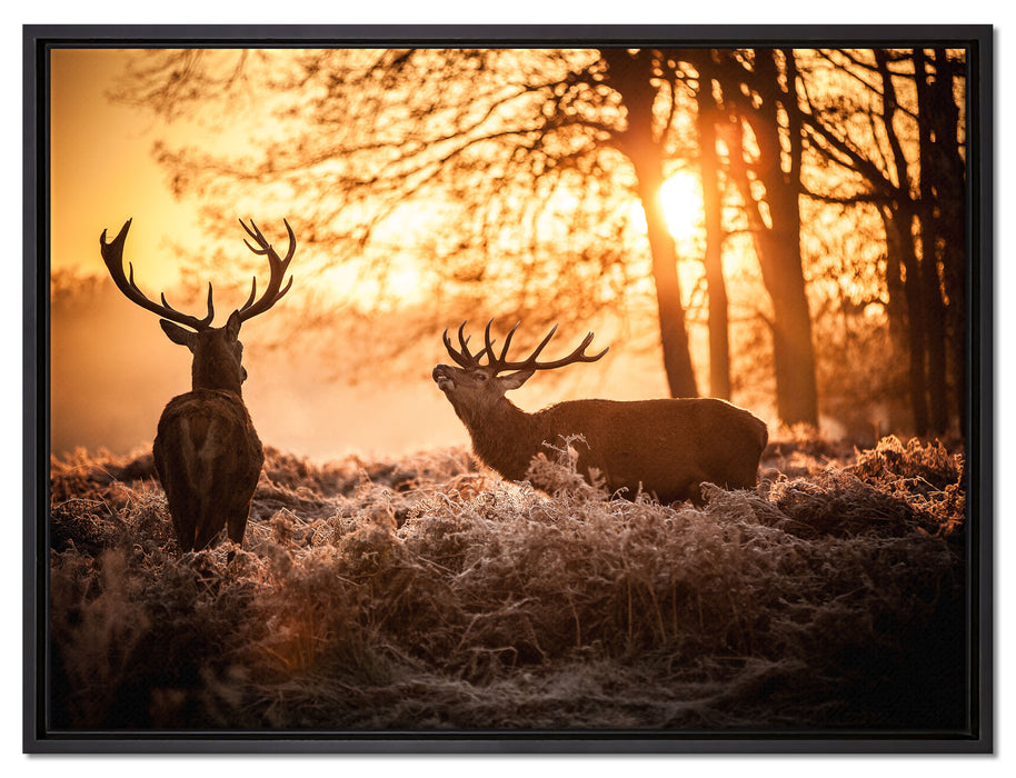 Hirsch Rivalen kämpfen auf Leinwandbild gerahmt Größe 80x60