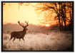 Hirsch im Sonnenuntergang auf Leinwandbild gerahmt Größe 100x70