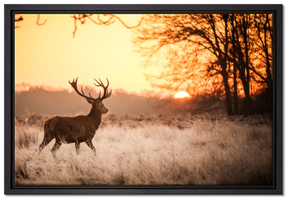 Hirsch im Sonnenuntergang auf Leinwandbild gerahmt Größe 60x40