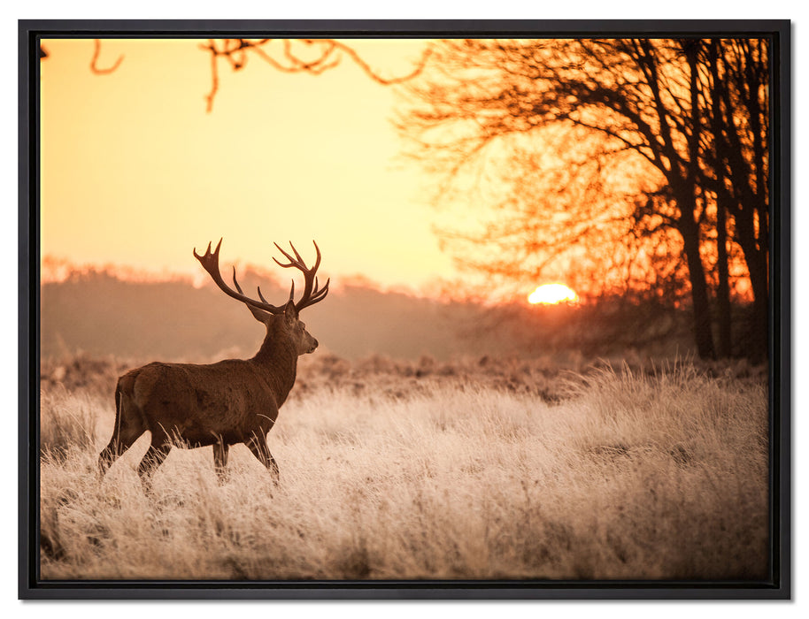 Hirsch im Sonnenuntergang auf Leinwandbild gerahmt Größe 80x60