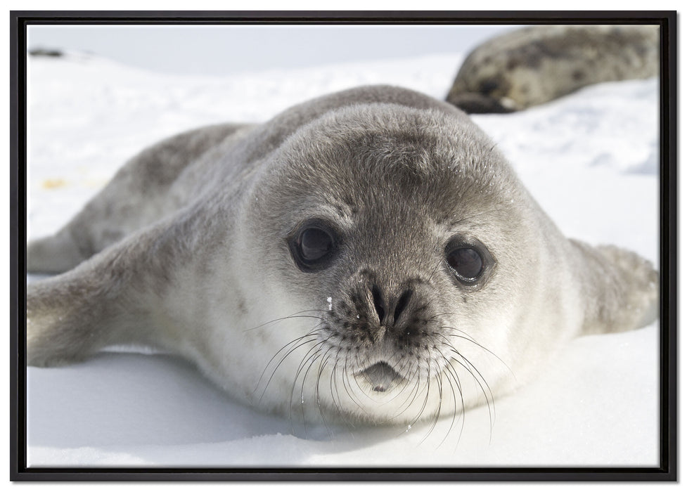 Süßes Robben Baby auf Leinwandbild gerahmt Größe 100x70