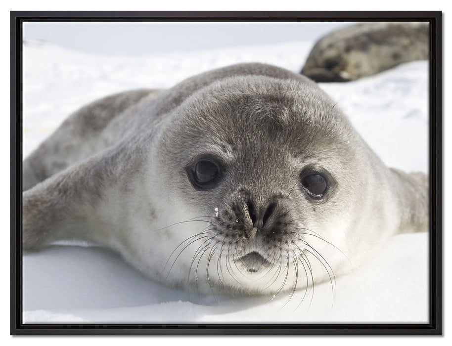 Süßes Robben Baby auf Leinwandbild gerahmt Größe 80x60