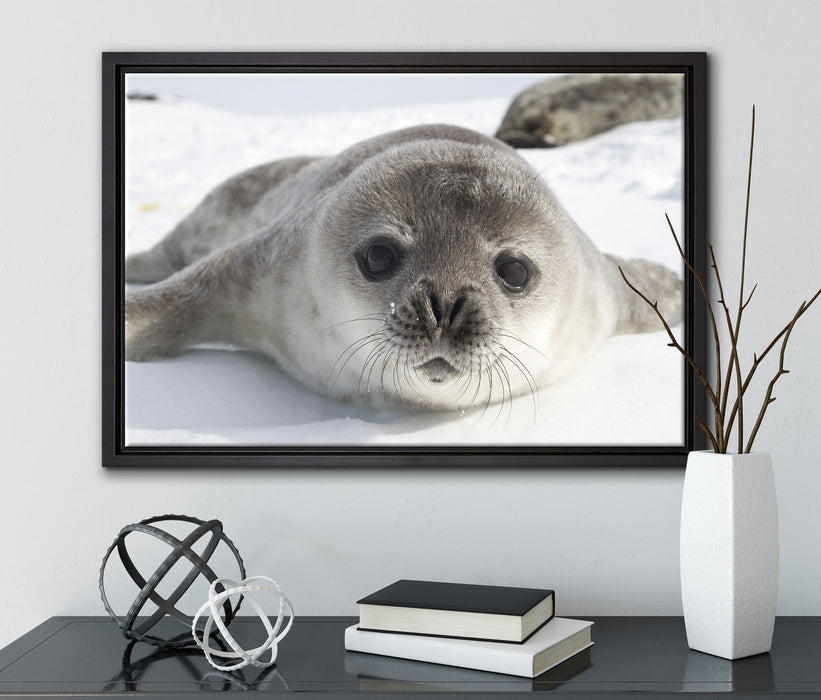 Süßes Robben Baby auf Leinwandbild gerahmt mit Kirschblüten