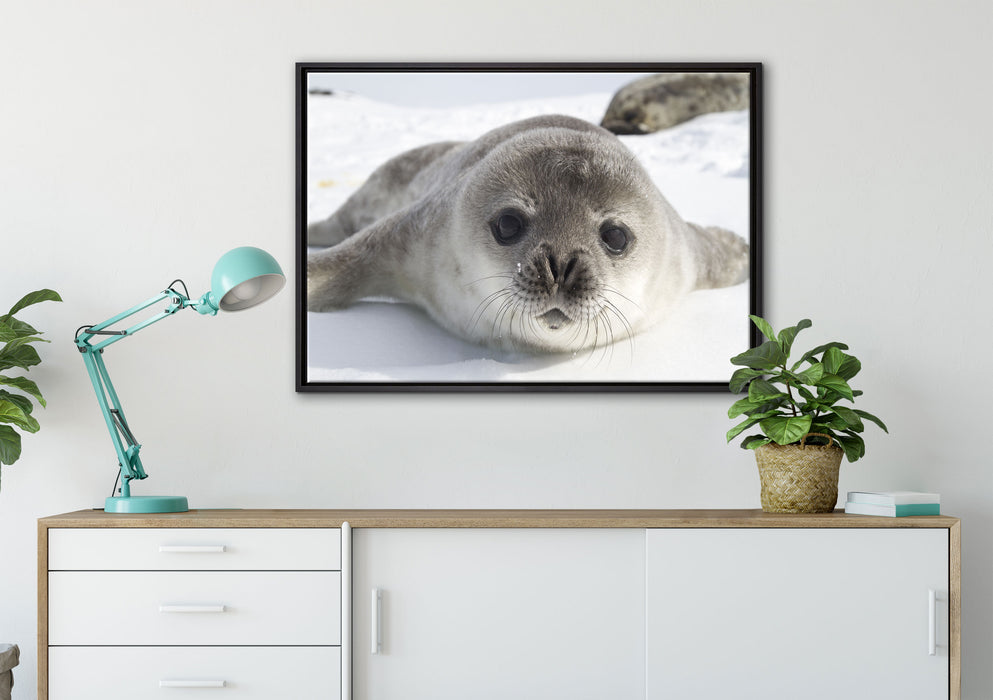 Süßes Robben Baby auf Leinwandbild gerahmt verschiedene Größen im Wohnzimmer