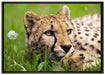 Gepard im Gras auf Leinwandbild gerahmt Größe 100x70