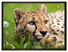Gepard im Gras auf Leinwandbild gerahmt Größe 80x60