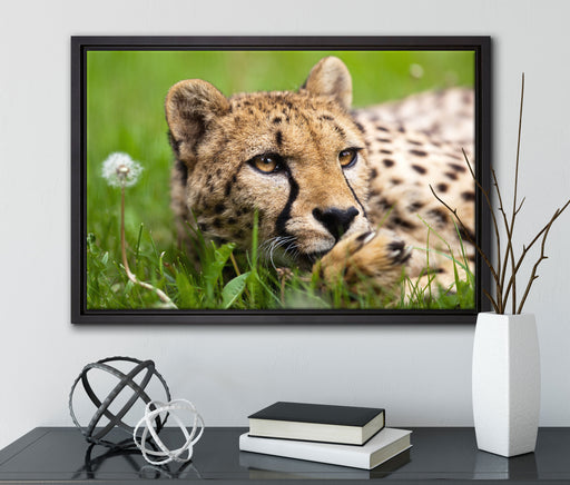 Gepard im Gras auf Leinwandbild gerahmt mit Kirschblüten