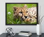 Gepard im Gras auf Leinwandbild gerahmt mit Kirschblüten