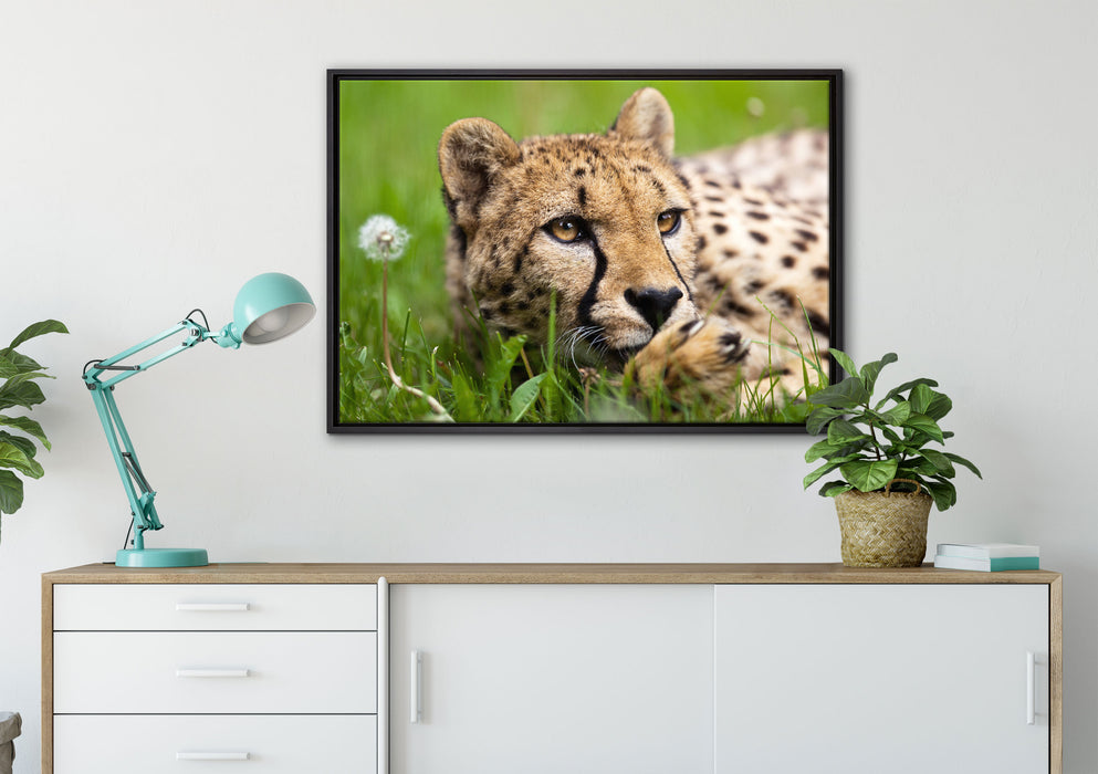 Gepard im Gras auf Leinwandbild gerahmt verschiedene Größen im Wohnzimmer