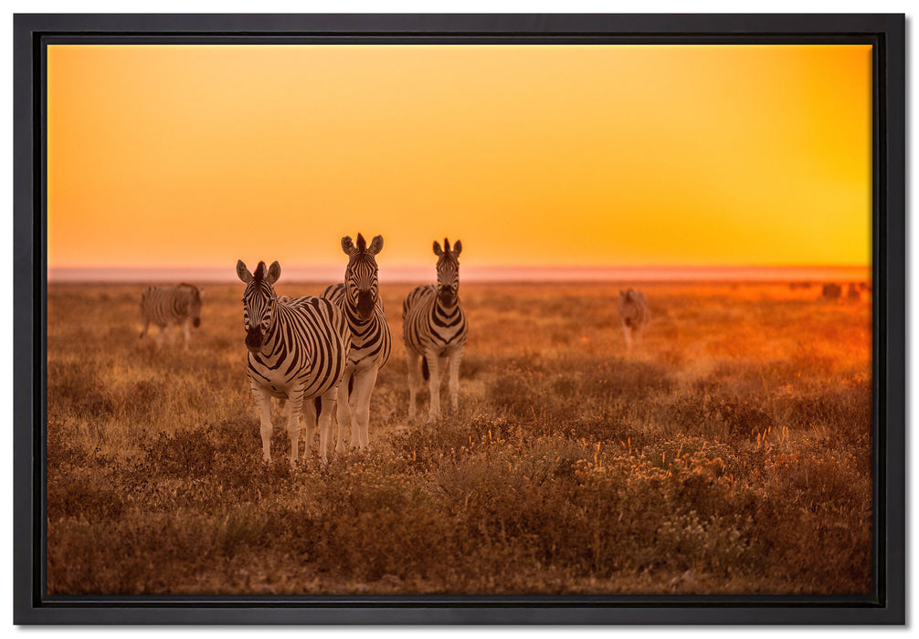 Zebra in der Savanne auf Leinwandbild gerahmt Größe 60x40