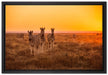 Zebra in der Savanne auf Leinwandbild gerahmt Größe 60x40