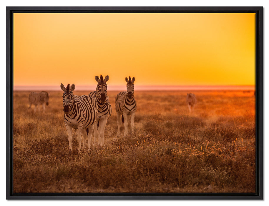 Zebra in der Savanne auf Leinwandbild gerahmt Größe 80x60
