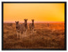 Zebra in der Savanne auf Leinwandbild gerahmt Größe 80x60