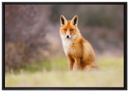 Listiger Fuchs auf Leinwandbild gerahmt Größe 100x70