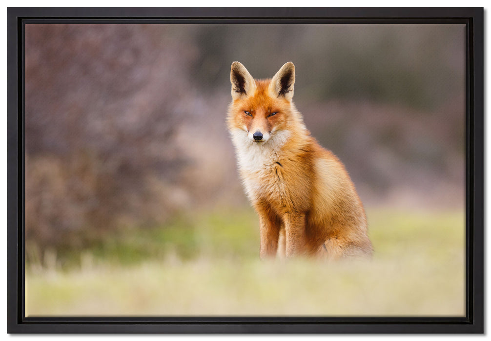 Listiger Fuchs auf Leinwandbild gerahmt Größe 60x40