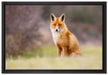 Listiger Fuchs auf Leinwandbild gerahmt Größe 60x40