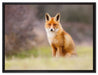 Listiger Fuchs auf Leinwandbild gerahmt Größe 80x60