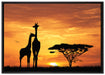 Giraffen im Sonnenuntergang auf Leinwandbild gerahmt Größe 100x70