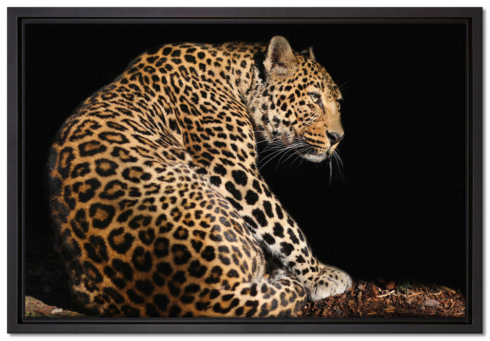 Anmutiger Leopard auf Leinwandbild gerahmt Größe 60x40