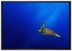 Alte Schildkröte im Meer auf Leinwandbild gerahmt Größe 100x70