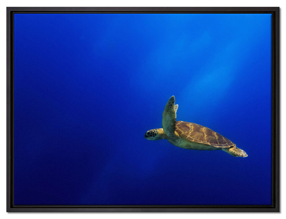 Alte Schildkröte im Meer auf Leinwandbild gerahmt Größe 80x60