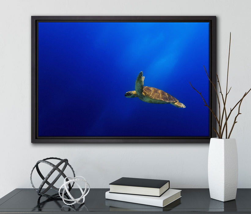 Alte Schildkröte im Meer auf Leinwandbild gerahmt mit Kirschblüten