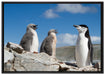 Pinguin mit süßen Küken auf Leinwandbild gerahmt Größe 100x70