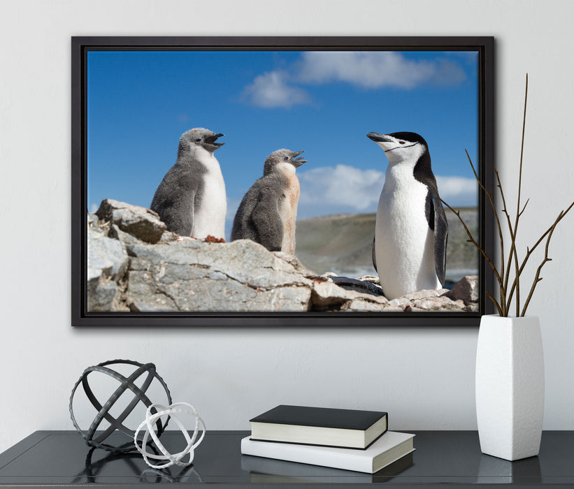 Pinguin mit süßen Küken auf Leinwandbild gerahmt mit Kirschblüten