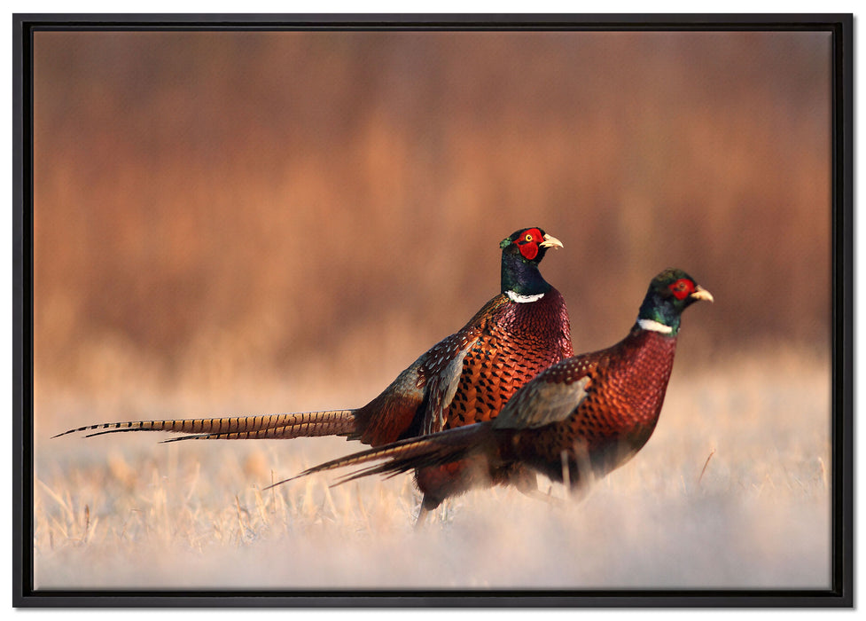 Stolzes Fasanenpärchen auf Leinwandbild gerahmt Größe 100x70
