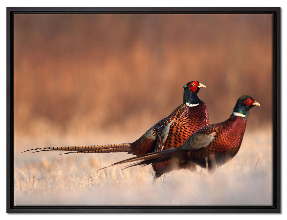 Stolzes Fasanenpärchen auf Leinwandbild gerahmt Größe 80x60