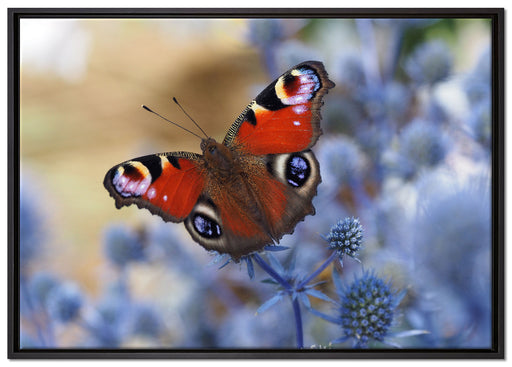 Schöner Schmetterling Pfauenauge auf Leinwandbild gerahmt Größe 100x70